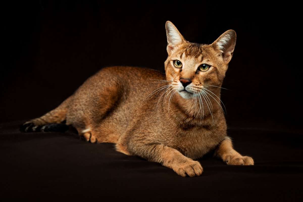 chausie hibrid