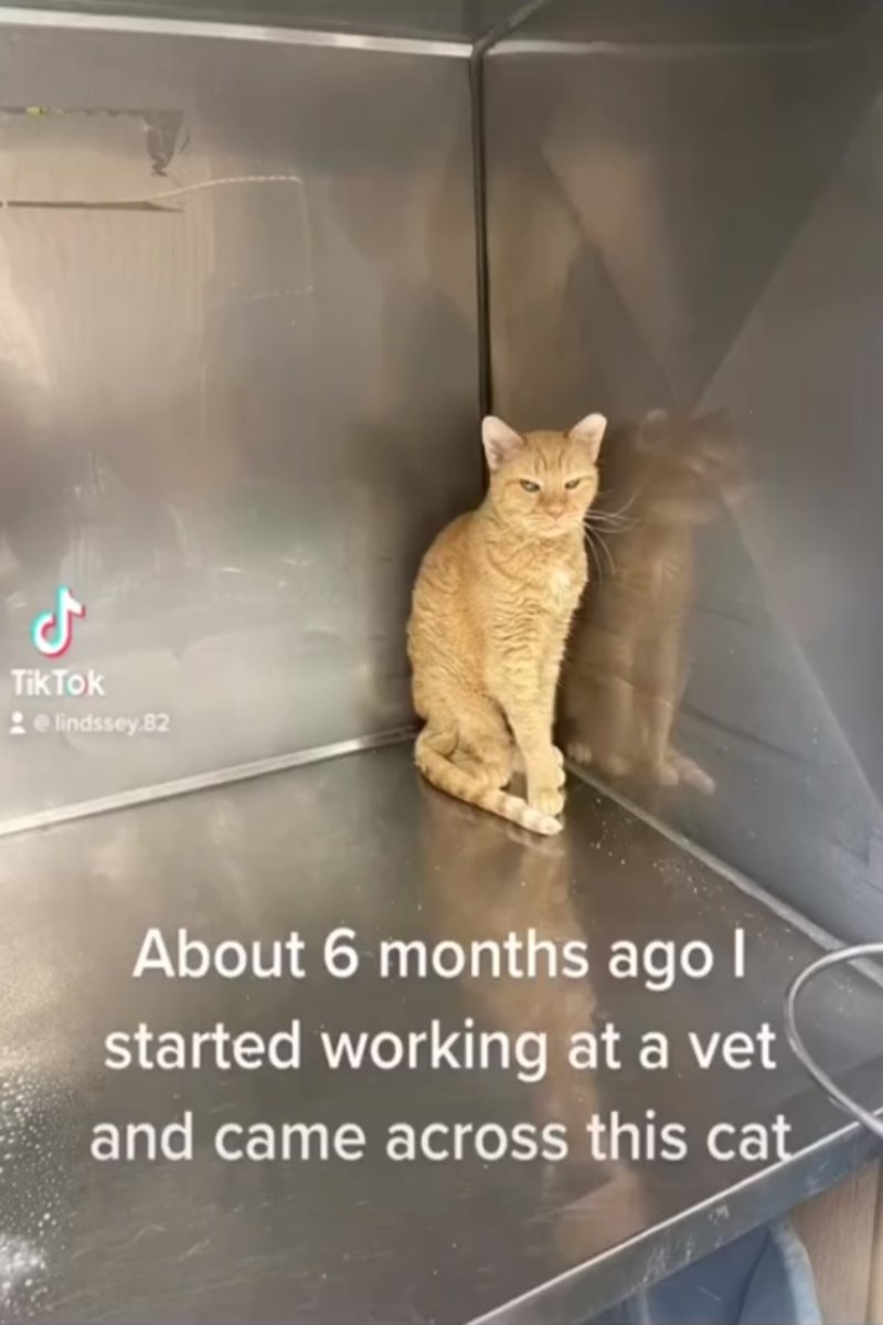 vörös cica menhely tiktok