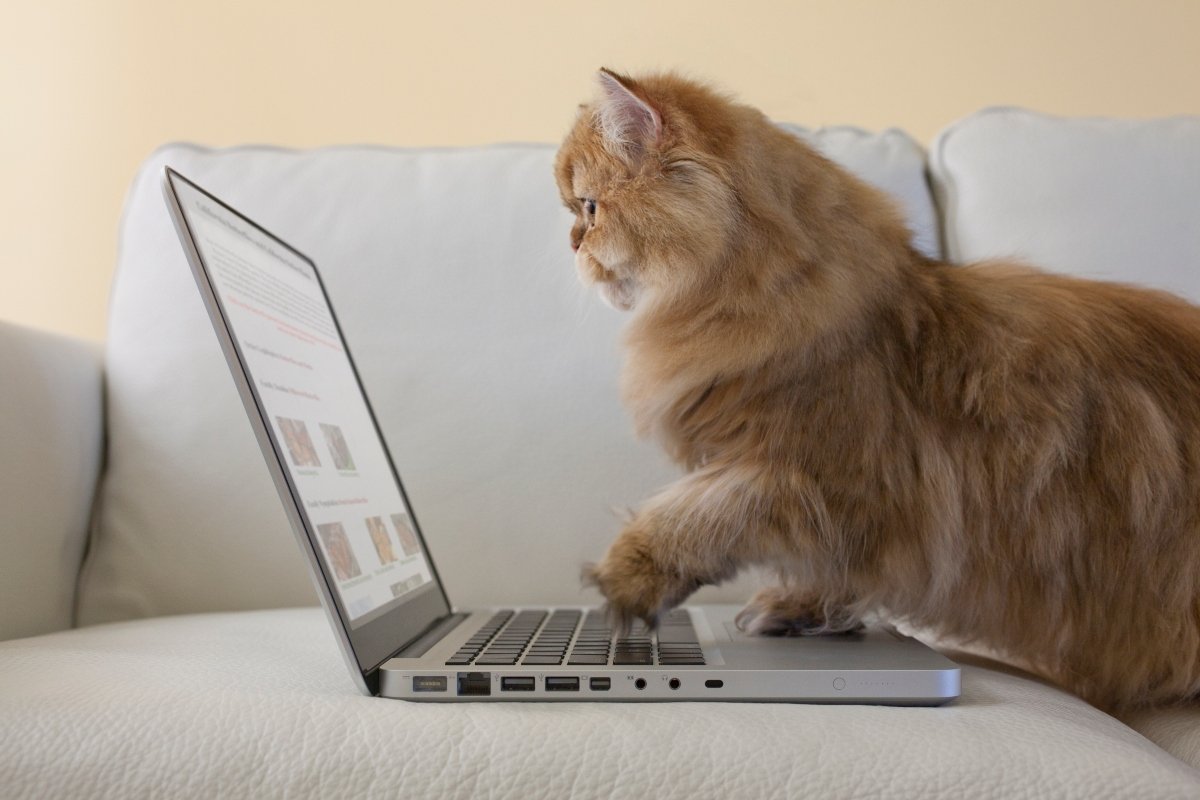 laptop