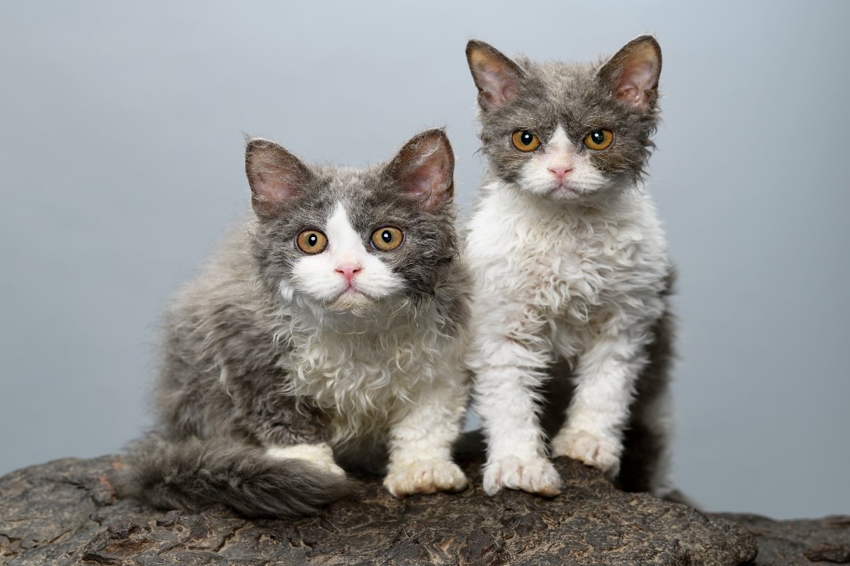 Selkirk Rex kölyök kölykök
