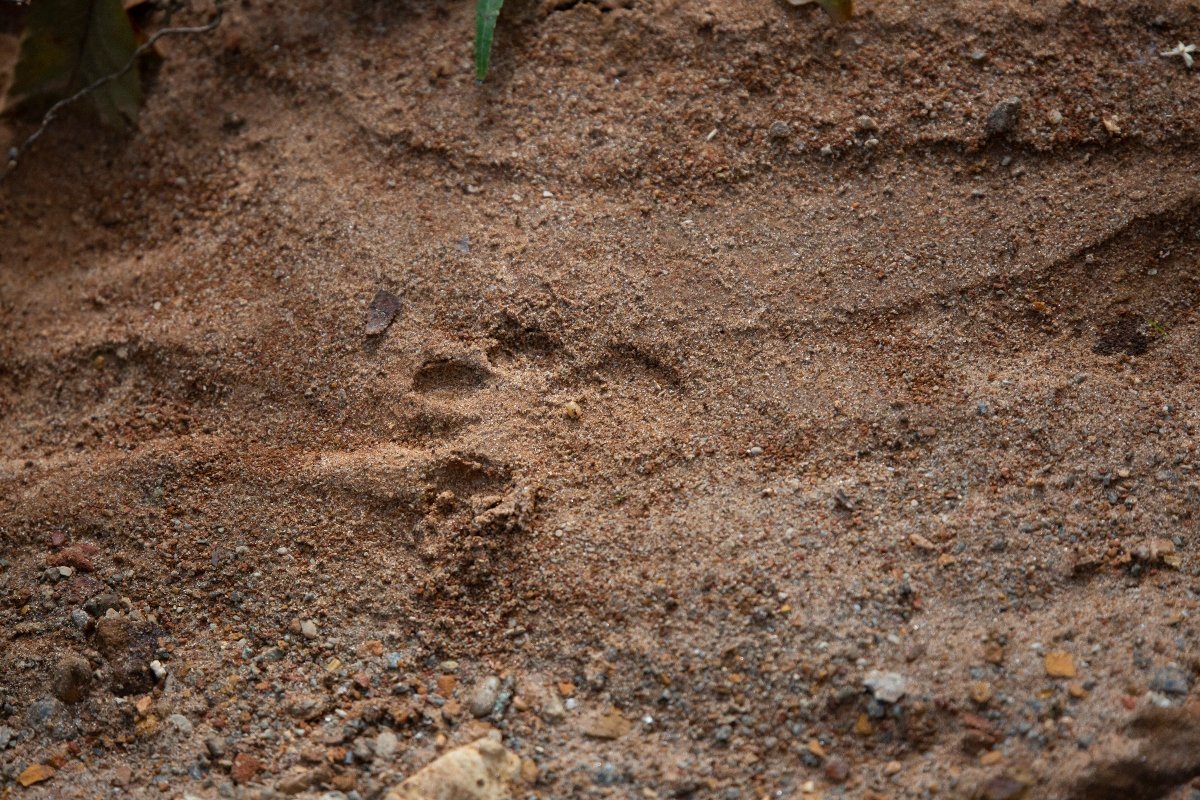 Bobcat (Lynx rufus) track embedded in the mud