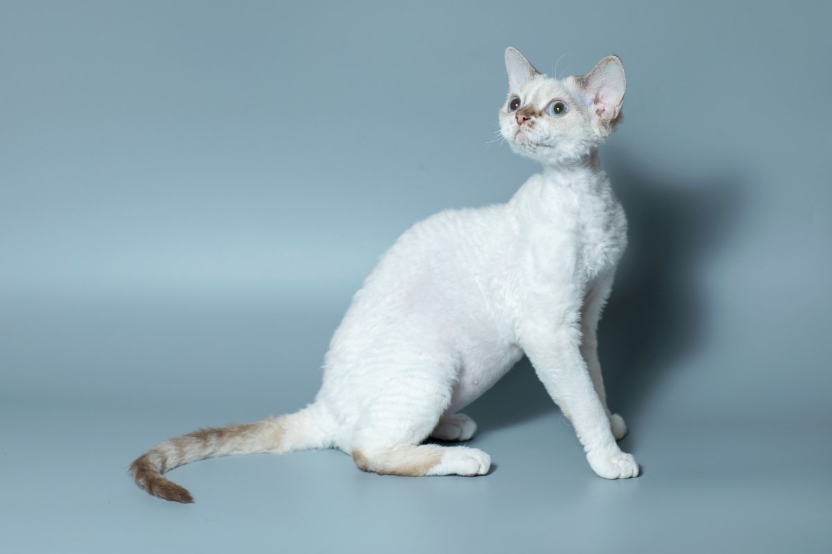 devon rex