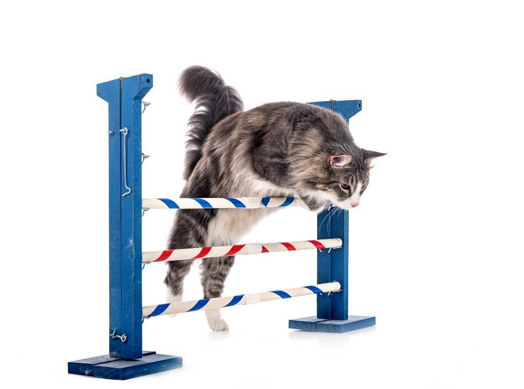 Norwegian Forest cat in front of white background