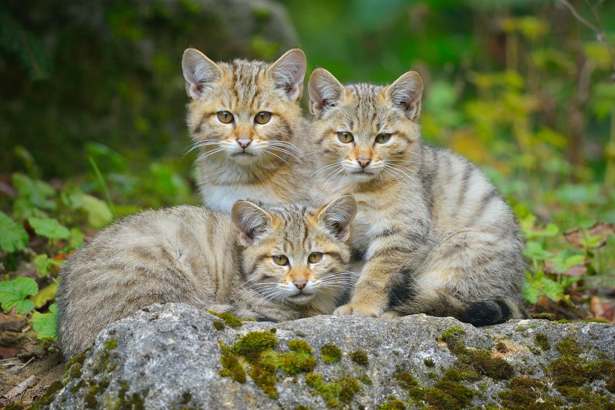 Wildcat, Felis silvestris, three Kittens, Germany