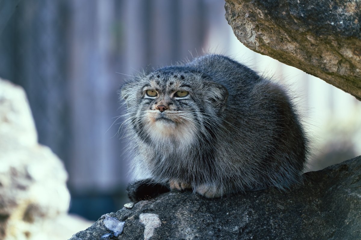 pusztai macska pallas macska manul