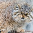 pusztai macska pallas macska manul