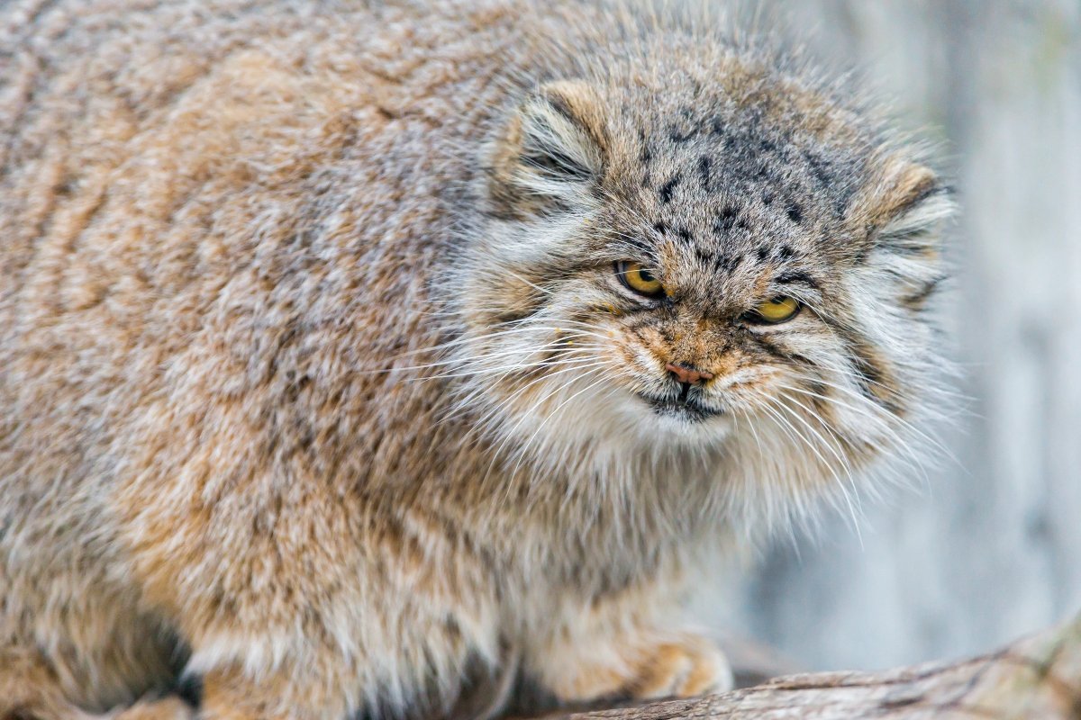 pusztai macska pallas macska manul