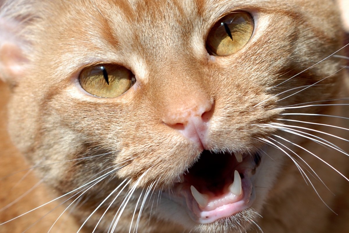flehmen reakció