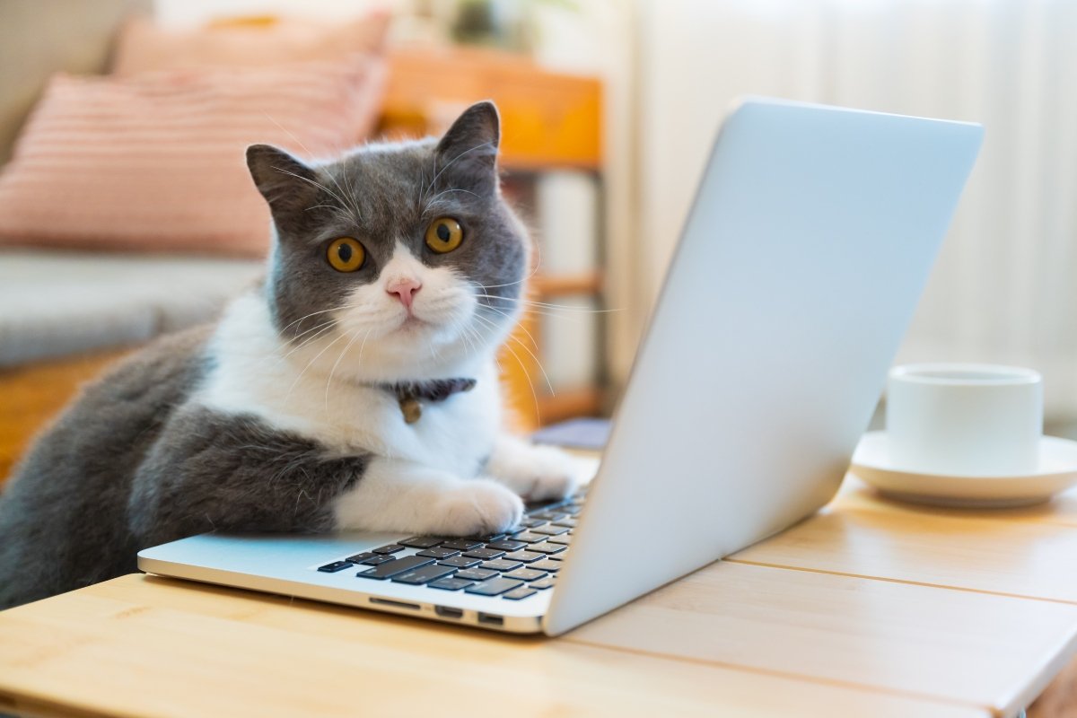 brit rövidszőrű számítógép laptop borító