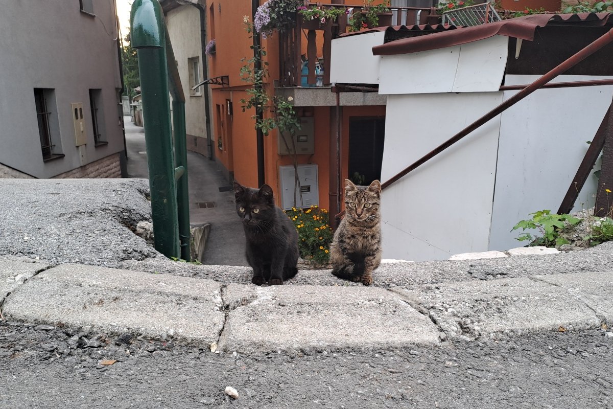 Szarajevó kiscicák