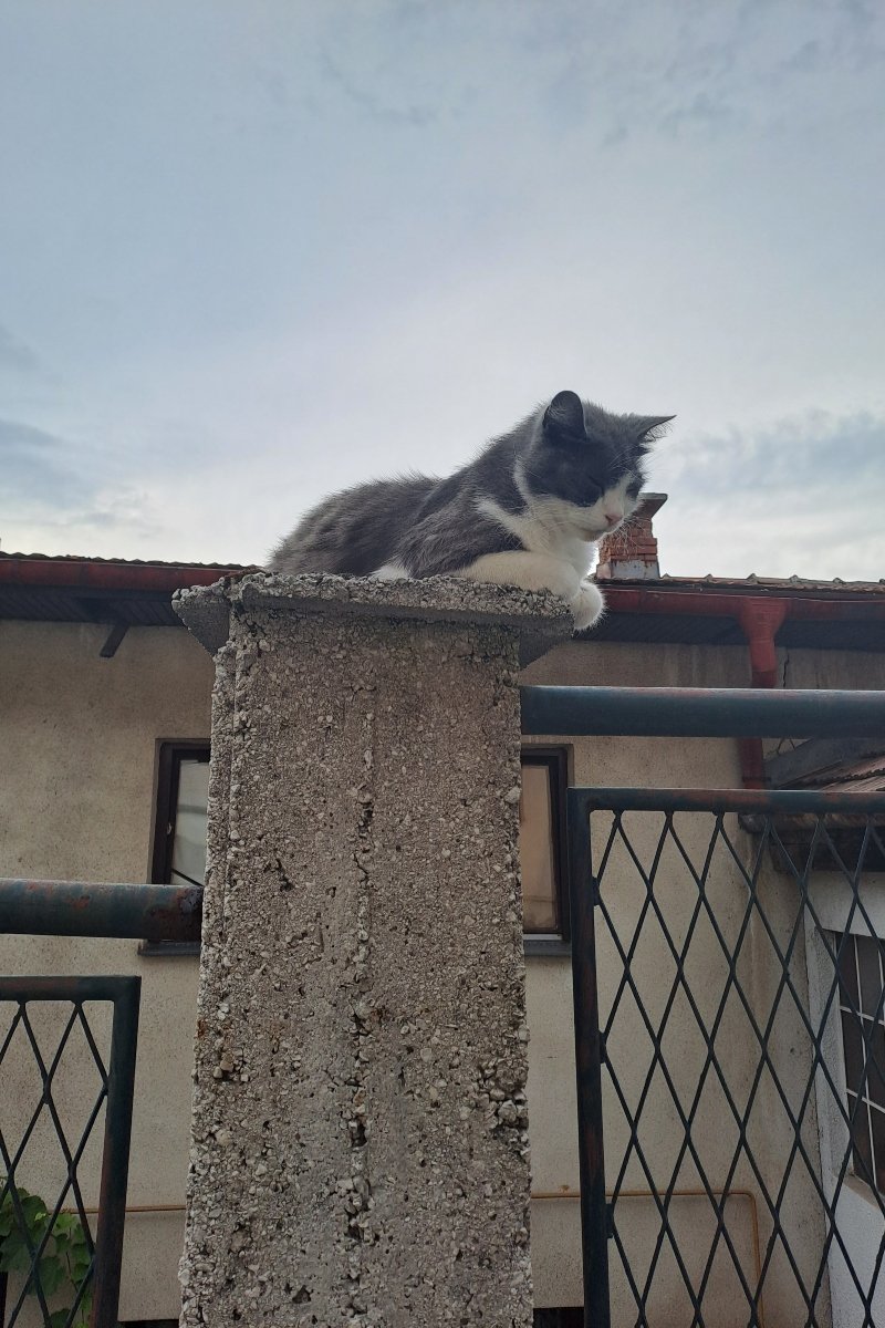 Szarajevó szürke macska