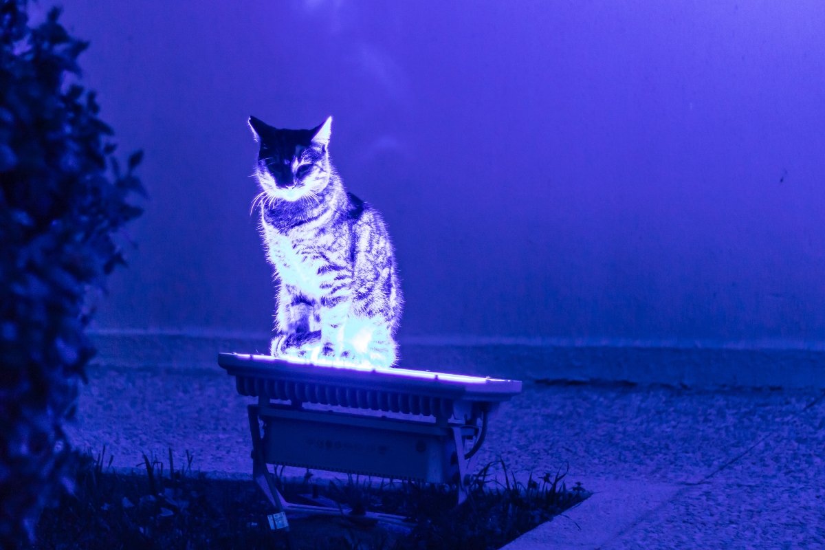 neon lámpa fény kert