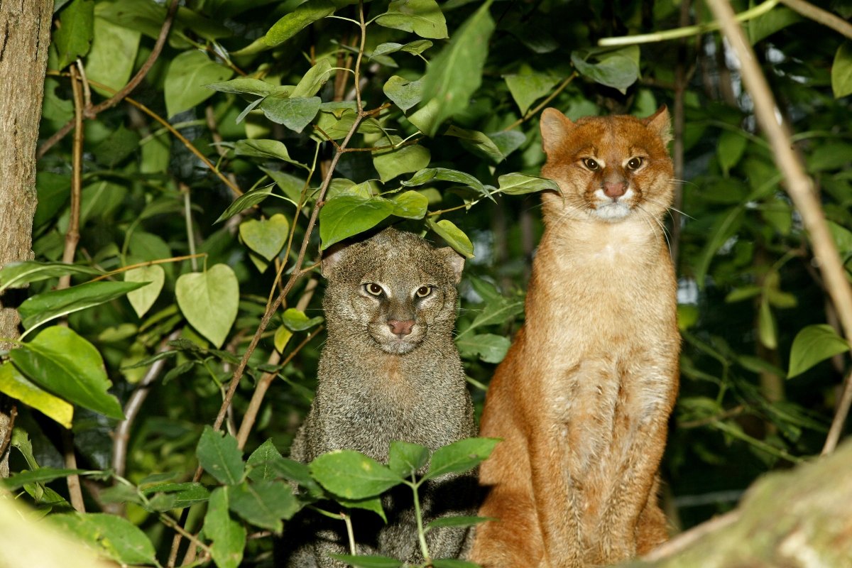 jaguarundi