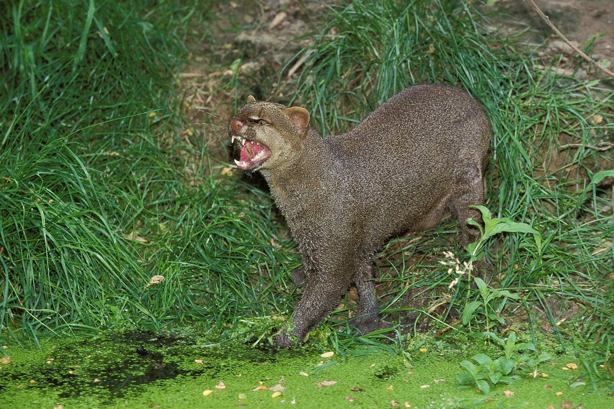 jaguarundi