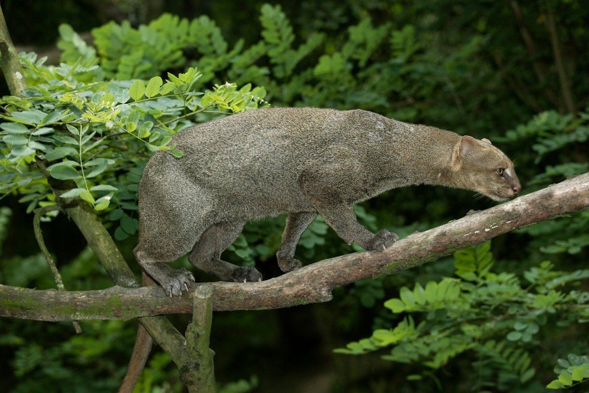 jaguarundi