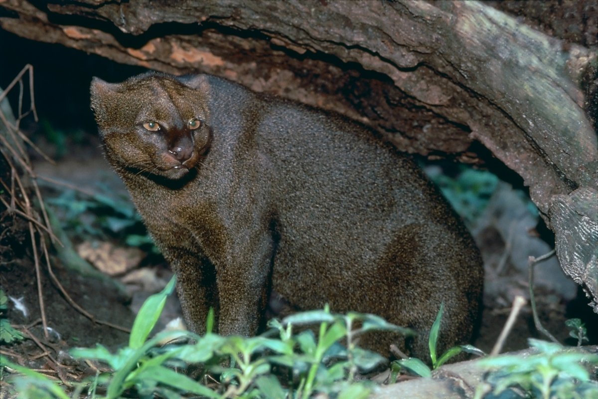 jaguarundi
