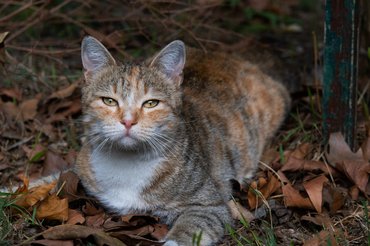 Macska levelek között fekszik