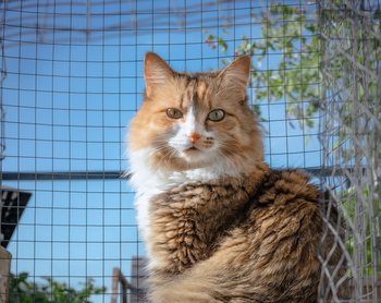 Macskakifutó, avagy catio