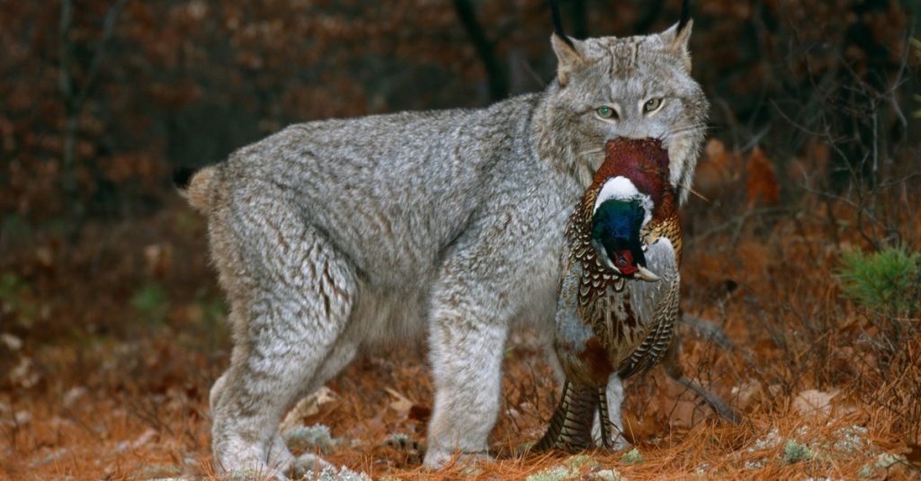 8 Facts about the 4 Lynx Species | We Love Catz