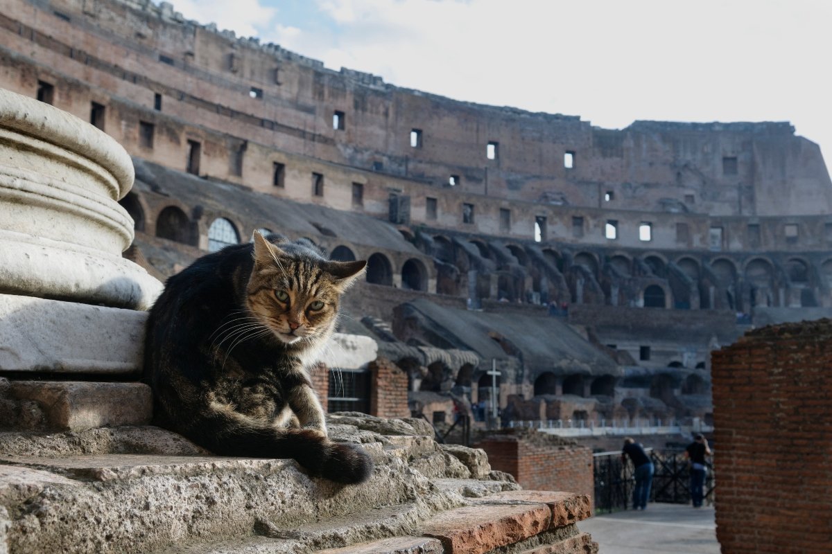 olaszország colosseum cirmos