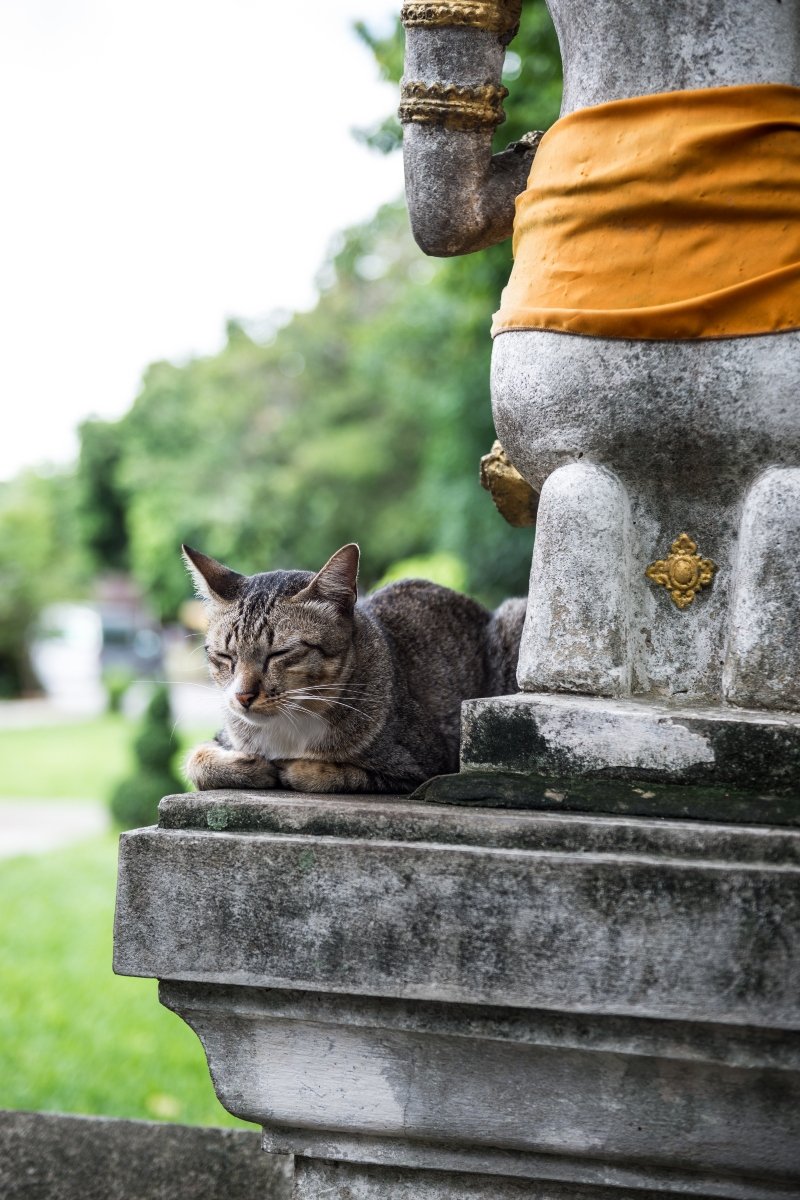 cirmos thaiföld buddhista templom