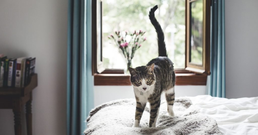 Why Do Cats Vibrate Their Tail? This Is What They Might Be Signalling With  It | We Love Catz