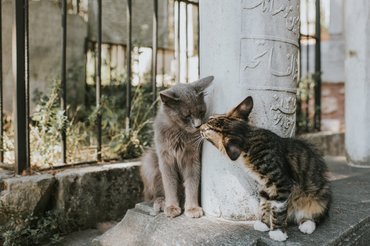 két macska barátkozik