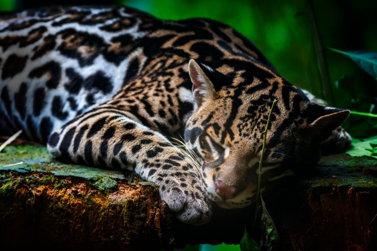 ocelot