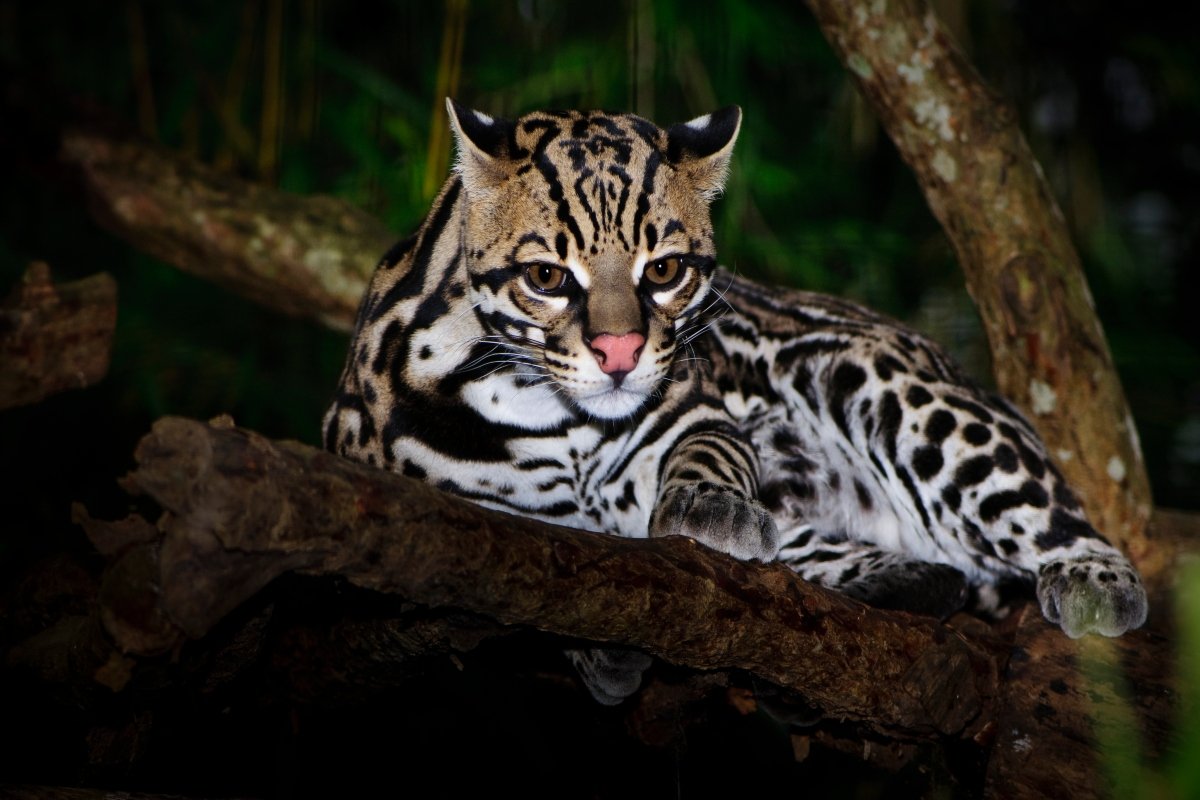 ocelot