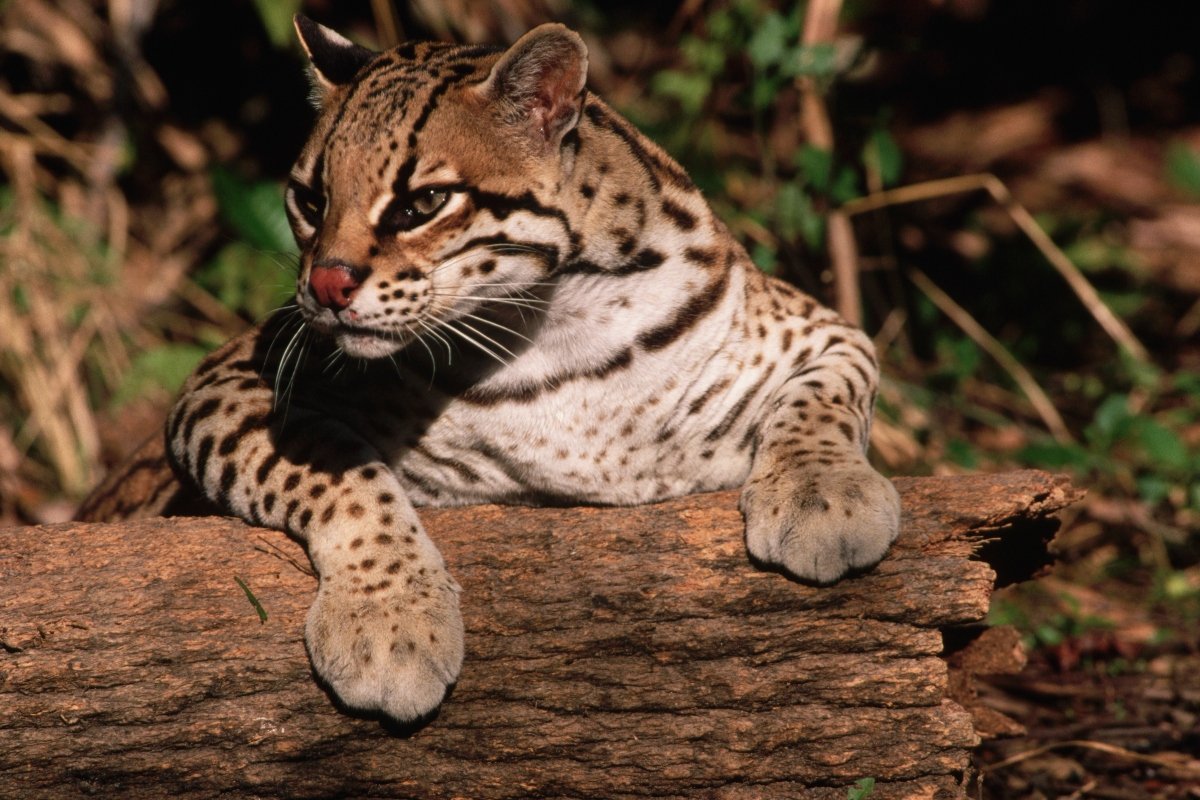ocelot