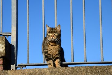 Macska bújik át a kerítésen