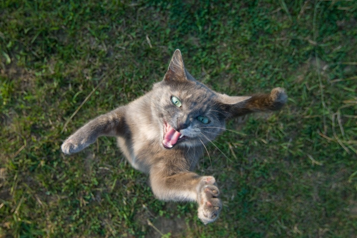 ugrik fúj agresszív