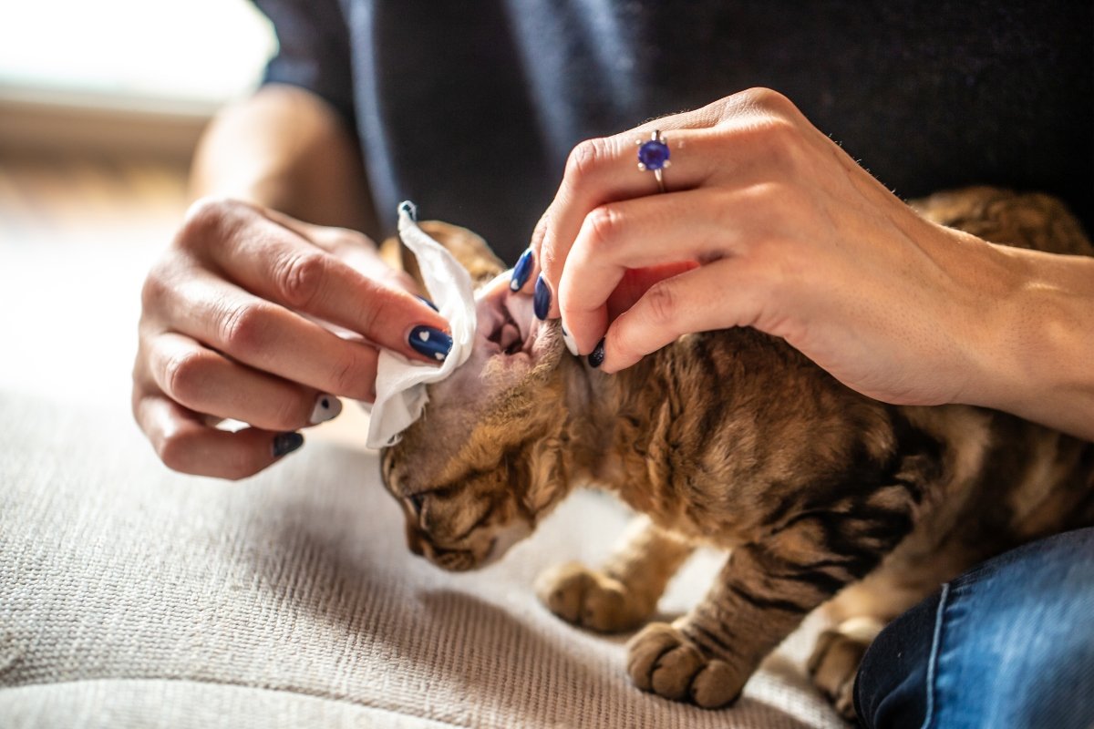 devon rex fültisztítás fülápolás fül