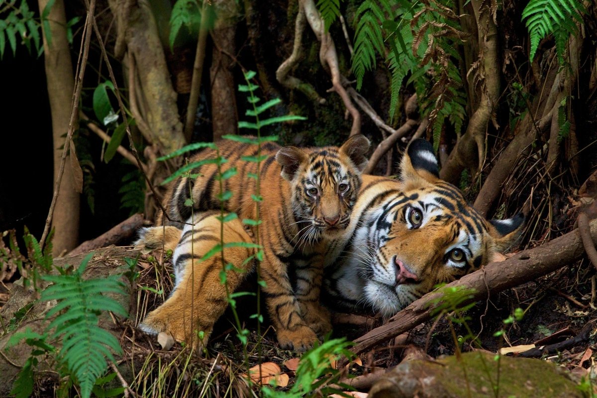 tigris