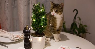 macska figyeli az asztalon álló kis karácsonyfát