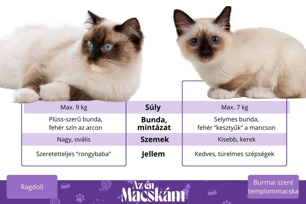 ragdoll és burmai szent templommacska