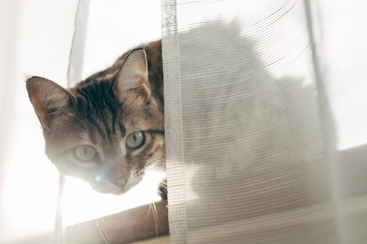 brown domestic cat looks out the window and misses