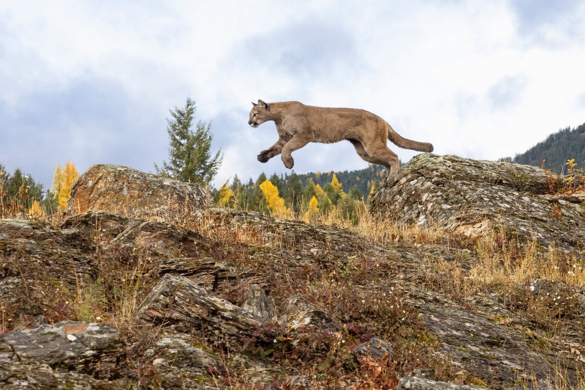puma