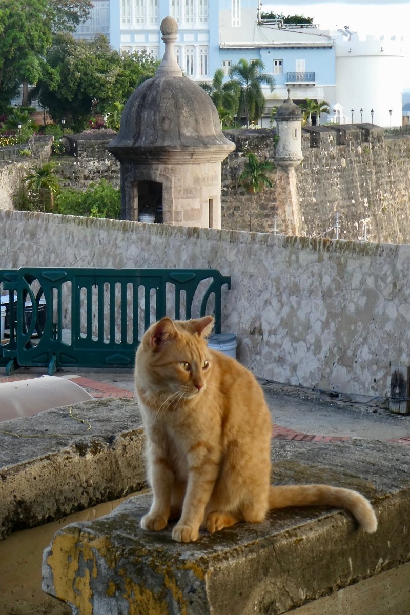 puerto rico kóbor
