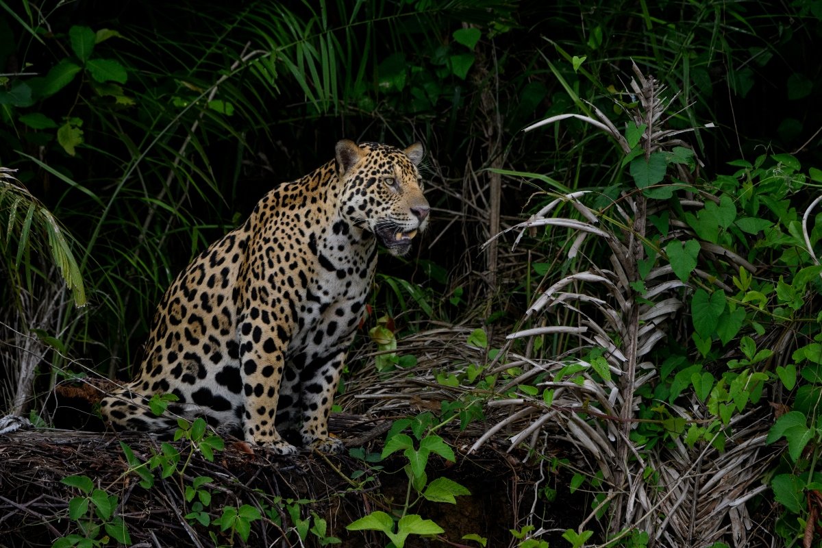 jaguár