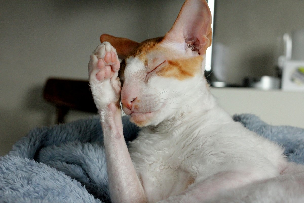 cornish rex beteg kimerült fáradt drámai
