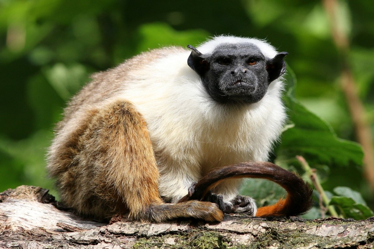 csupaszpofájú tamarin