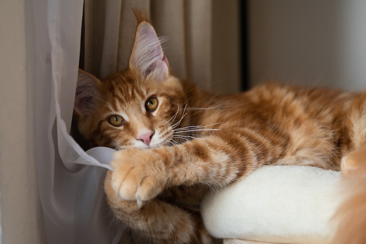 maine coon függöny