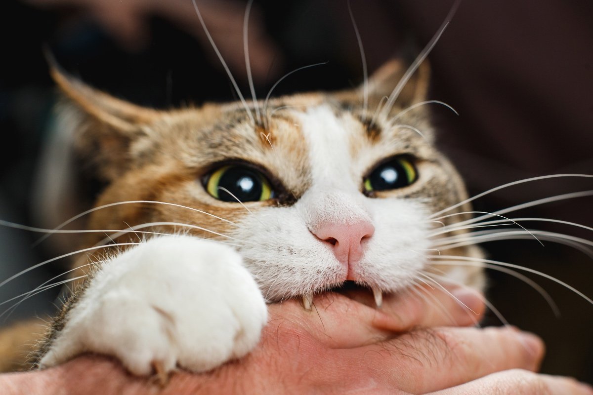 Ferocious red cat bites its owner in the arm with all its power.