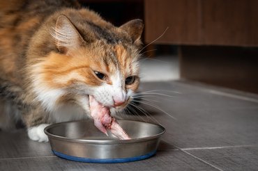 Macska nyers húst eszik