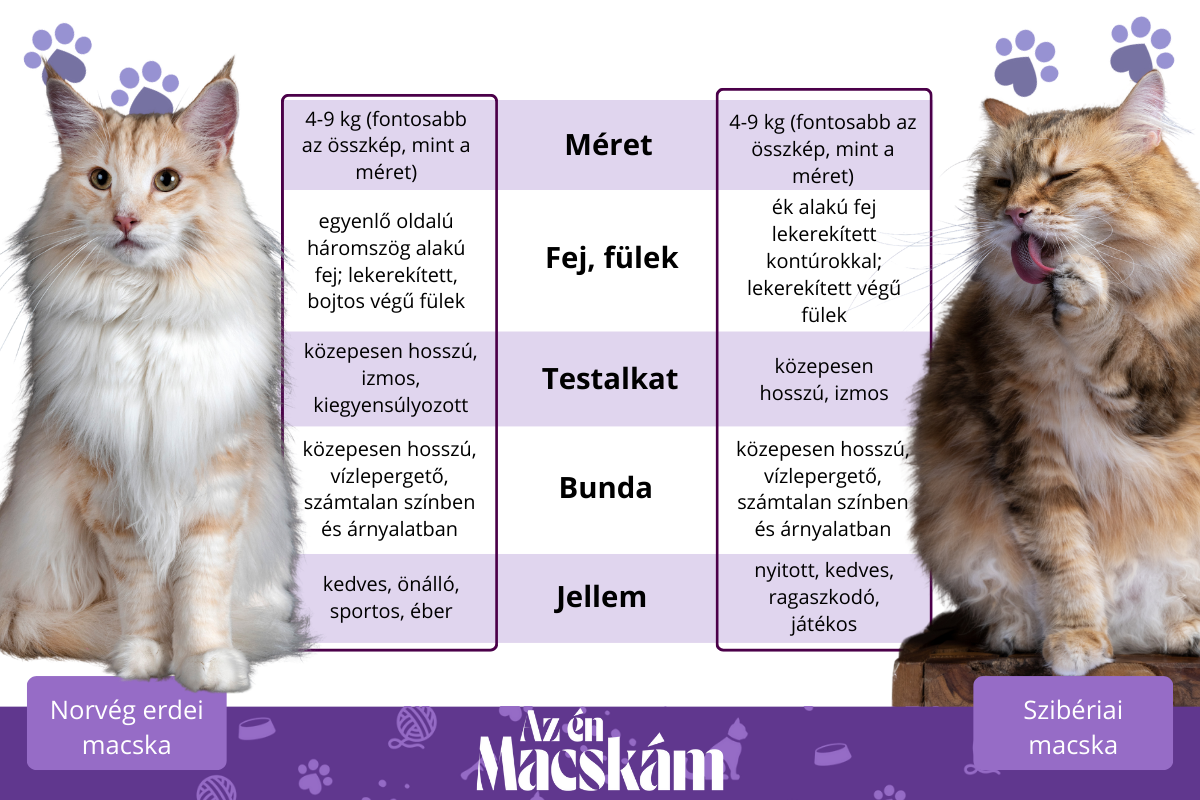 Fajta összehasonlítások Cinti norvég erdei szibériai