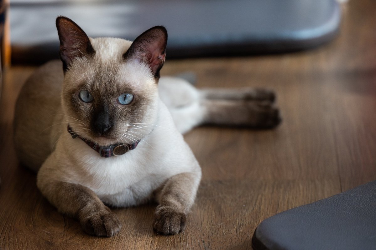 thai macska