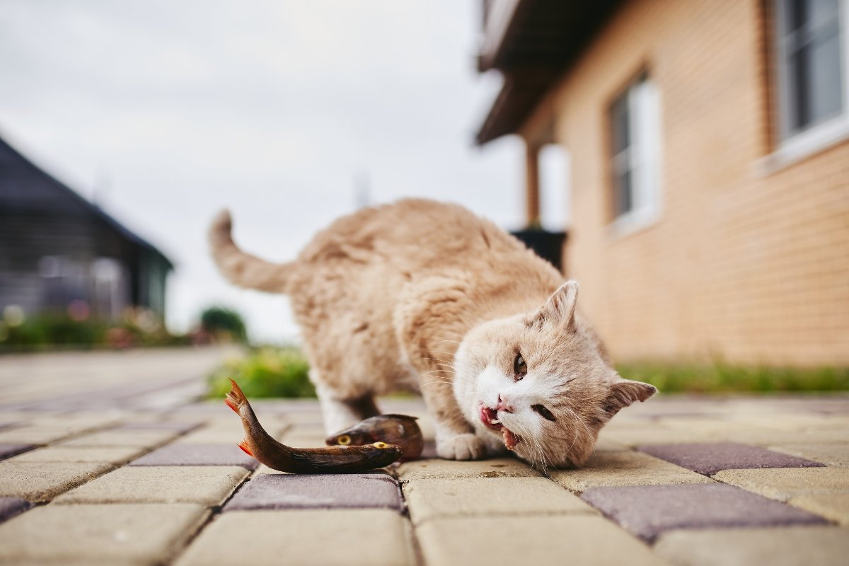 Red cat in the backyard of the house eating fresh fish