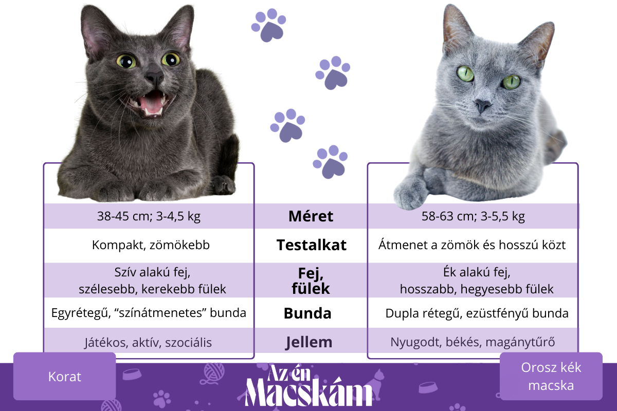 korat és orosz kék macska
