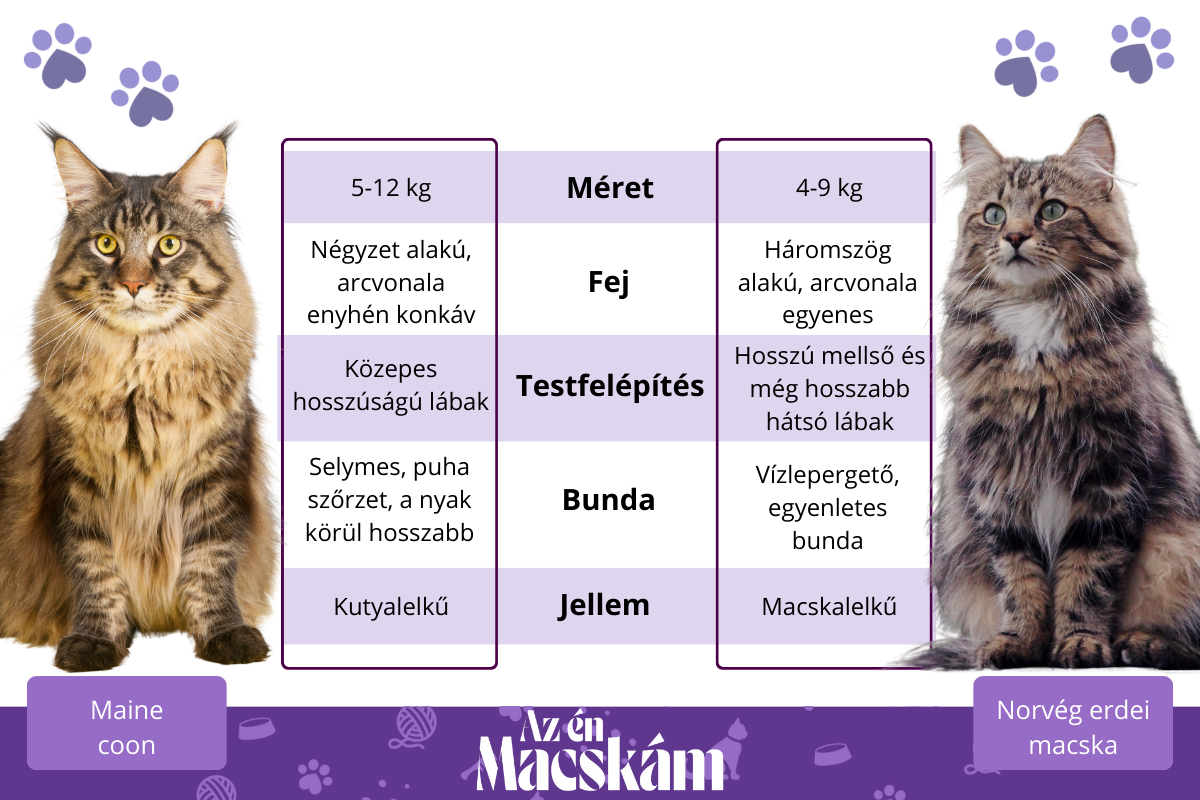 maine coon és norvég erdei macska